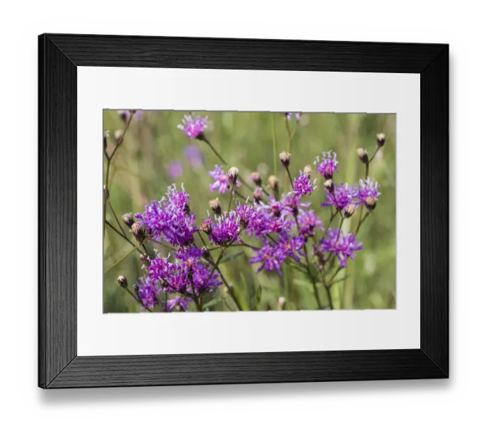 Framed Print : Florida ironweed Framed Print : Florida ironweed