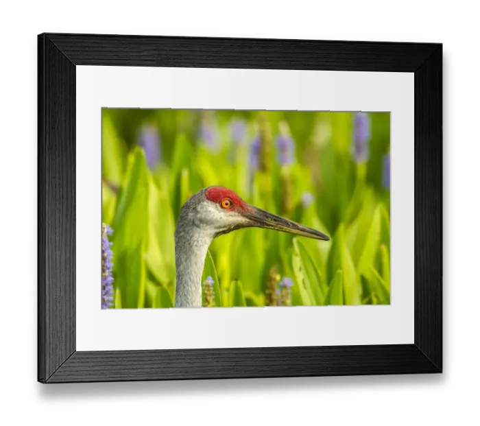 Framed Print : USA, Florida, Orlando Wetlands Park. Sandhill crane adult in blooming pickerel weed Framed Print : USA, Florida, Orlando Wetlands Park. Sandhill crane adult in blooming pickerel weed