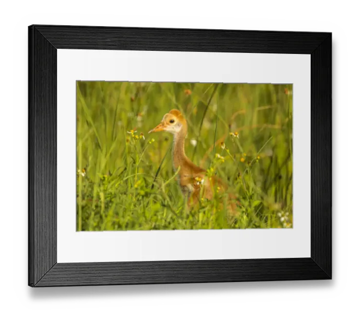 Framed Print : USA, Florida, Orlando Wetlands Park. Sandhill crane colt close-up Framed Print : USA, Florida, Orlando Wetlands Park. Sandhill crane colt close-up