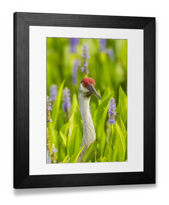 Framed Print : USA, Florida, Orlando Wetlands Park. Sandhill crane adult in blooming pickerel weed
