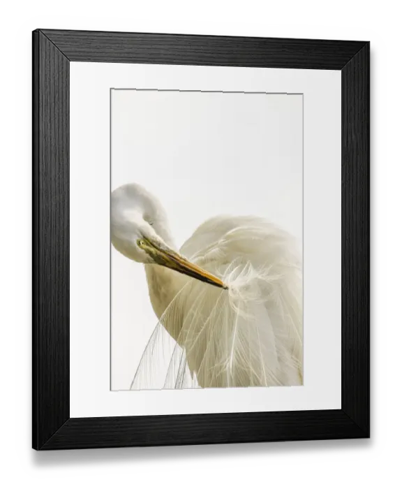 Framed Print : USA, Florida, Anastasia Island, Alligator Farm. Great egret preening his breeding plumage