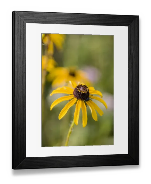 Framed Print : Black-eyed Susan blooms Framed Print : Black-eyed Susan blooms