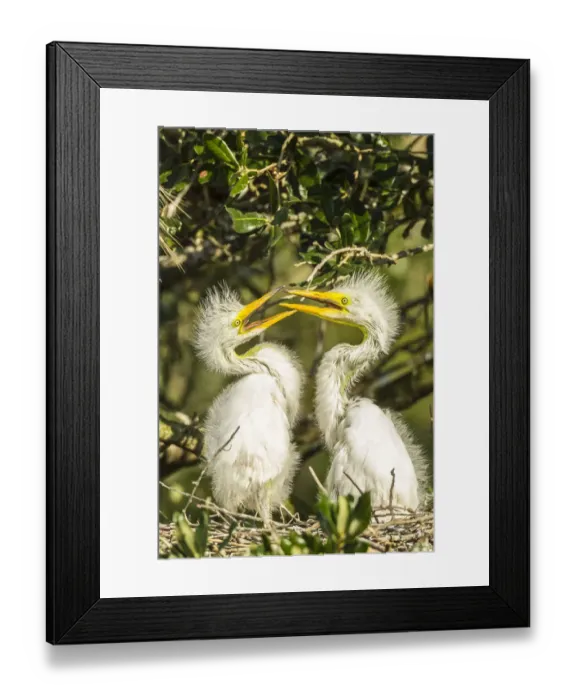 Framed Print : USA, Florida, Anastasia Island, Alligator Farm. Great egret chicks on nest