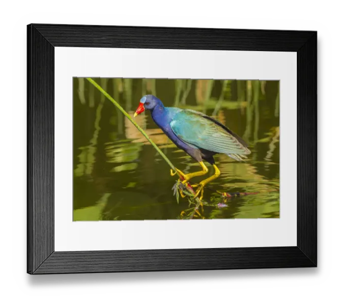 Framed Print : USA, Florida, Wakodahatchee Wetlands. Purple gallinule foraging for nesting material Framed Print : USA, Florida, Wakodahatchee Wetlands. Purple gallinule foraging for nesting material