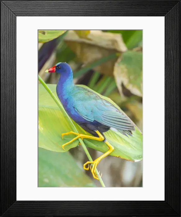Framed Print : USA, Florida, Wakodahatchee Wetlands. Purple gallinule close-up Framed Print : USA, Florida, Wakodahatchee Wetlands. Purple gallinule close-up