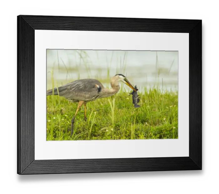 Framed Print : USA, Florida, Lake Apopka. Great blue heron with fish catch Framed Print : USA, Florida, Lake Apopka. Great blue heron with fish catch