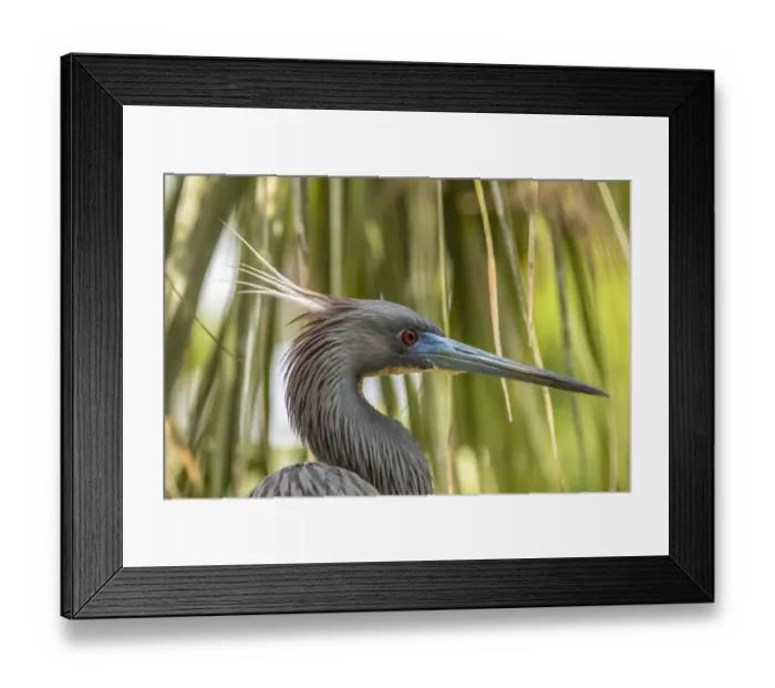 Framed Print : USA, Florida, Anastasia Island, Alligator Farm. Tri-colored heron in breeding plumage Framed Print : USA, Florida, Anastasia Island, Alligator Farm. Tri-colored heron in breeding plumage