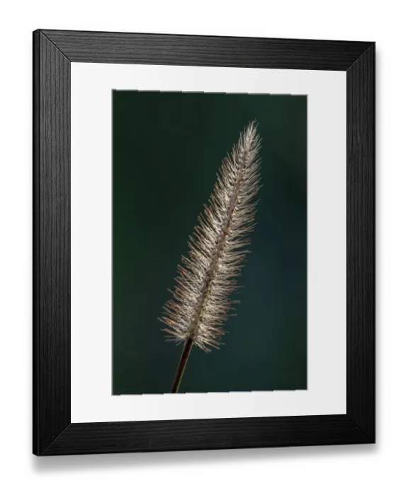 Framed Print : Foxtail grass Framed Print : Foxtail grass