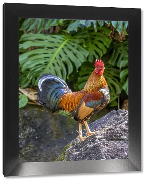 Feral rooster, Kauai, Hawaii, USA