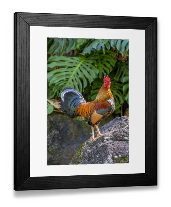 Framed Print : Feral rooster, Kauai, Hawaii, USA Framed Print : Feral rooster, Kauai, Hawaii, USA