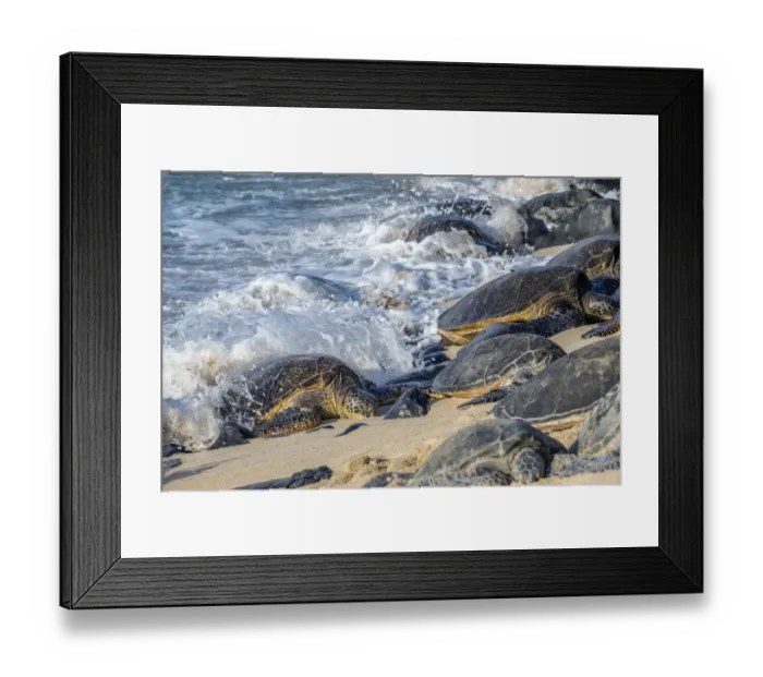 Framed Print : Green Sea Turtles, Maui, Hawaii, USA Framed Print : Green Sea Turtles, Maui, Hawaii, USA