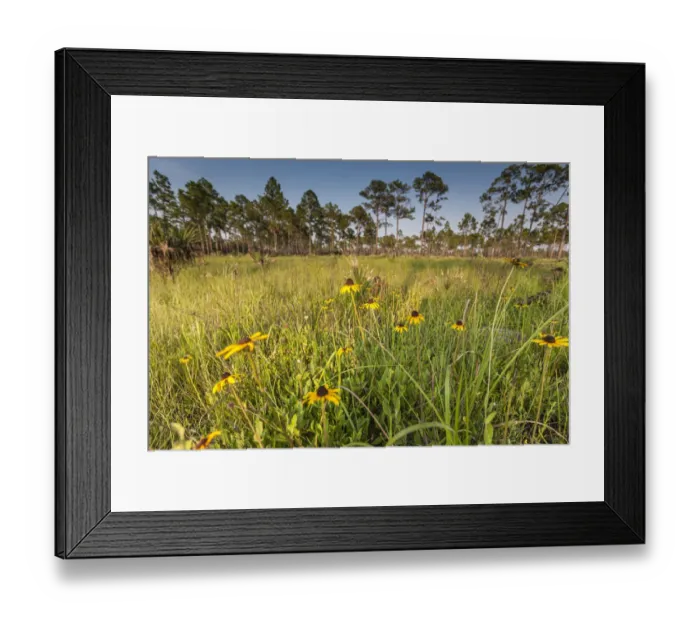 Framed Print : Black-eyed Susan blooms