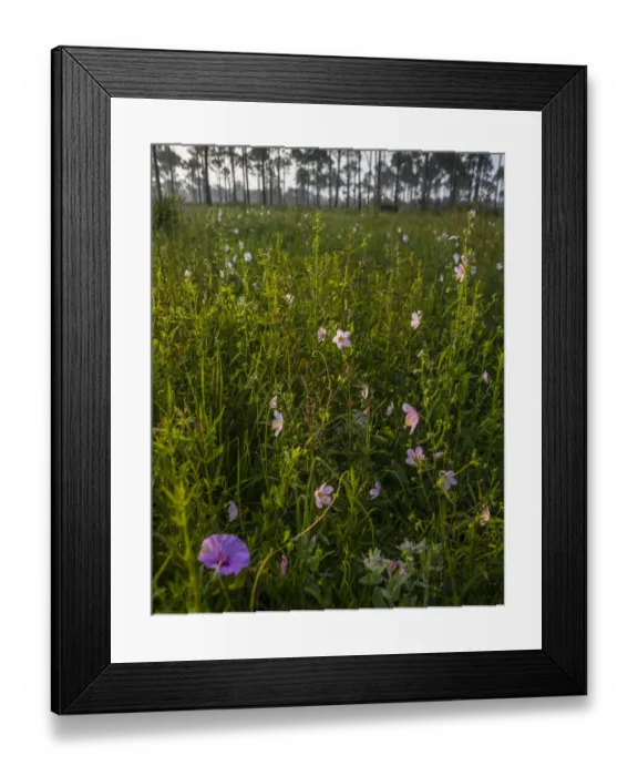 Framed Print : Marsh Mallow blooms in a South Florida prairie Framed Print : Marsh Mallow blooms in a South Florida prairie