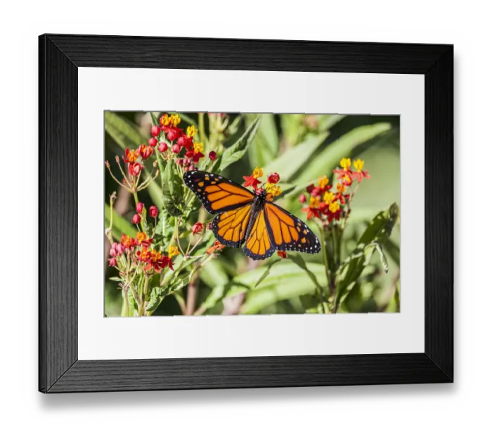 Framed Print : Monarch butterfly lights on a milkweed bloom Framed Print : Monarch butterfly lights on a milkweed bloom