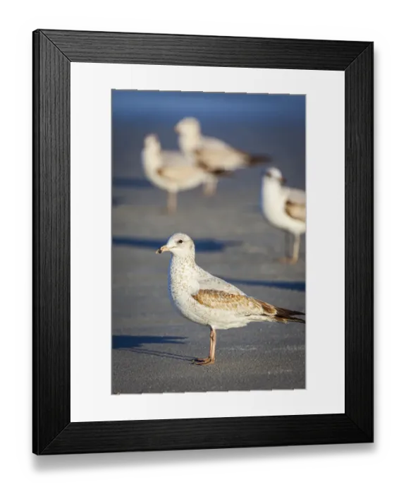 Framed Print : Portrait of a ring-billed gull Framed Print : Portrait of a ring-billed gull