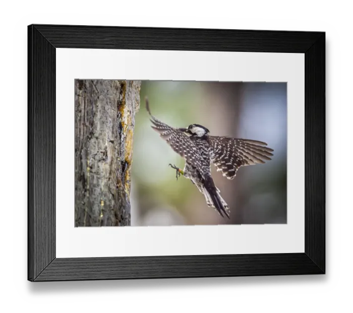 Framed Print : An adult red-cockaded woodpecker bring insects back to its cavity to feed chicks