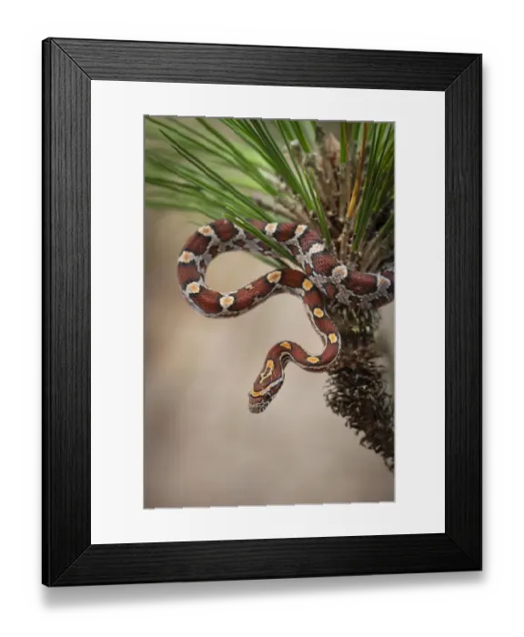 Framed Print : Corn Snake in long-leaf pine. A docile non-venomous snake found throughout Florida