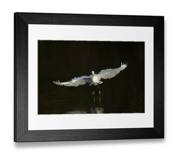 Framed Print : Snowy egret hunting, Green Cay Wetlands, Florida Framed Print : Snowy egret hunting, Green Cay Wetlands, Florida