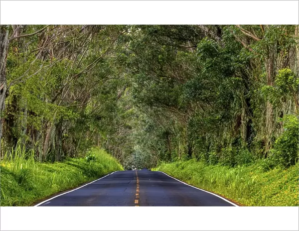 Tree tunnel of Eucalyptus trees line Maliuhi Road near Koloa in Kauai, Hawaii, USA