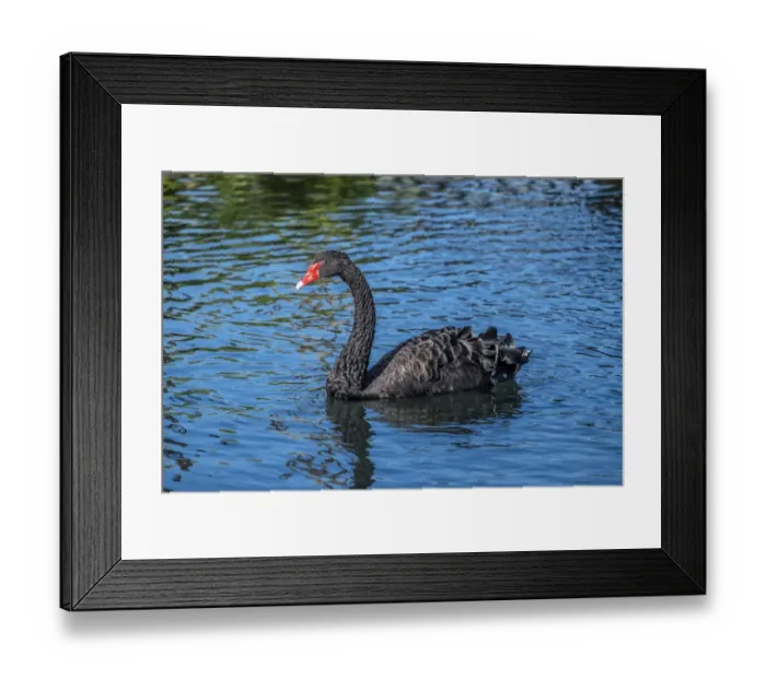 Framed Print : Black Swan Framed Print : Black Swan