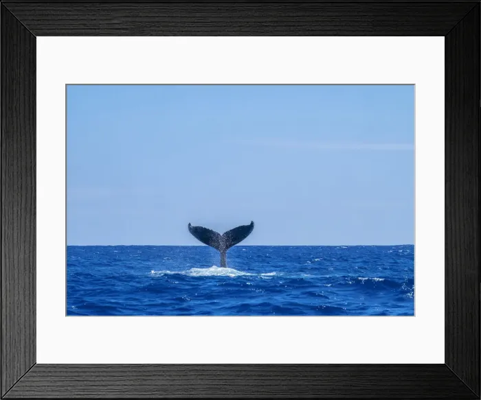 Framed Print : Humpback whale tail