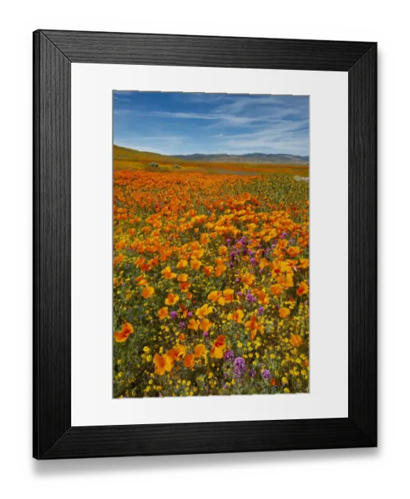 Framed Print : USA, California, Owls Clover, Goldfields and California poppies on hillside near Framed Print : USA, California, Owls Clover, Goldfields and California poppies on hillside near