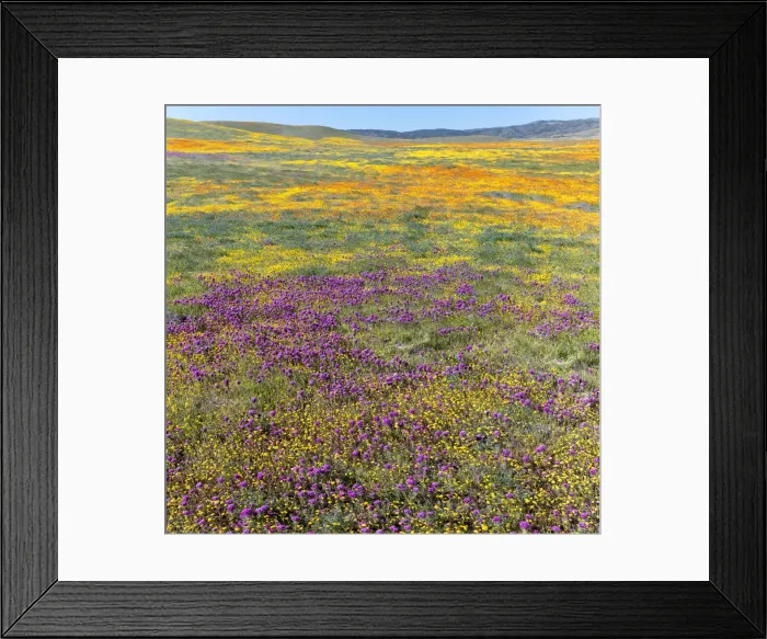 Framed Print : USA, California. Fields of California Poppy, Goldfields, Owls Clover