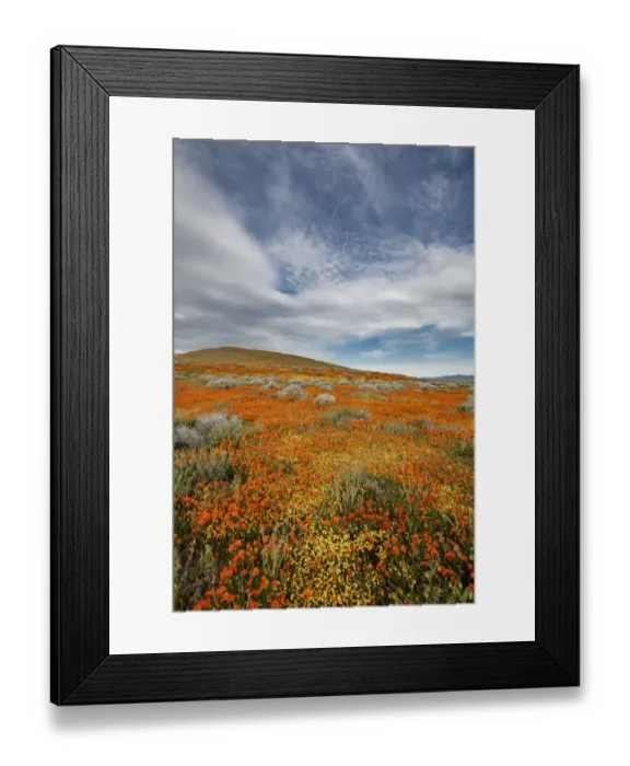 Framed Print : USA, California. Fields of California Poppy, Goldfields with clouds, Antelope Valley