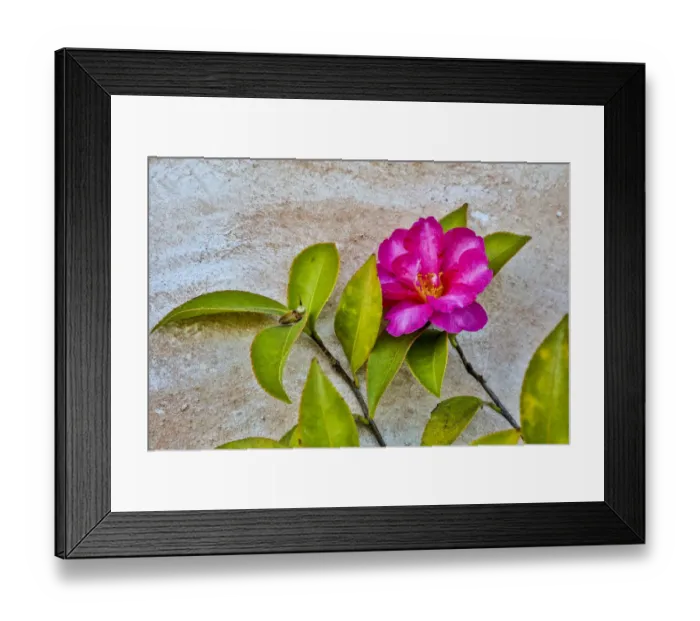 Framed Print : United States, California, Carmel, Basilica of San Carlos Borromeo del Rio Carmelo Framed Print : United States, California, Carmel, Basilica of San Carlos Borromeo del Rio Carmelo