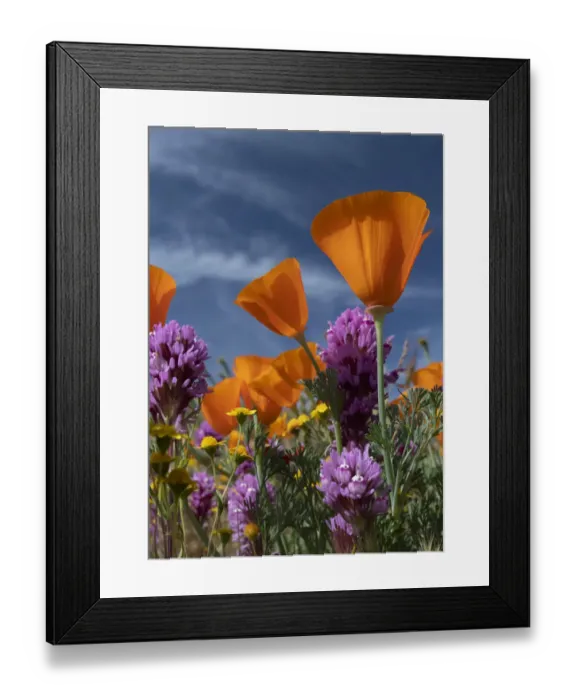 Framed Print : USA, California. California Poppy, Goldfields, Owls Clover against the sky Framed Print : USA, California. California Poppy, Goldfields, Owls Clover against the sky