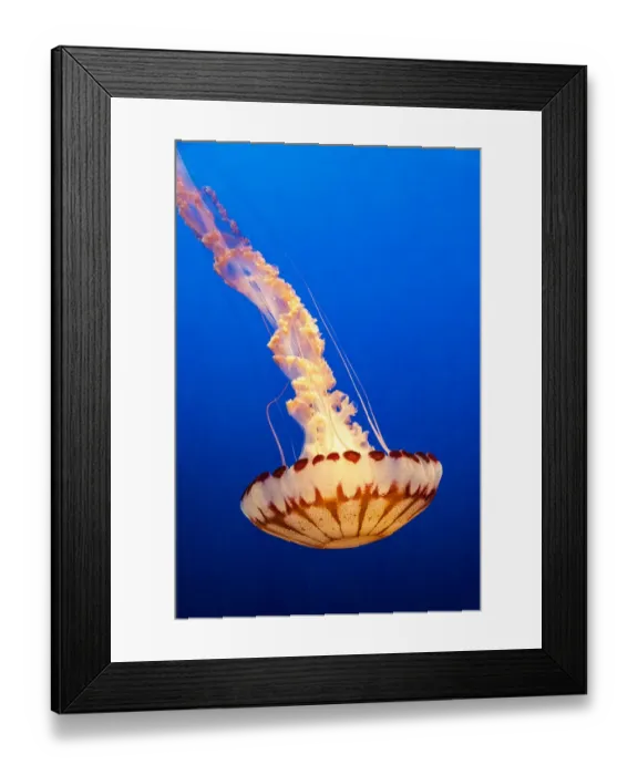 Framed Print : United States, California, Monterey, Monterey Bay Aquarium, Jellyfish swimming