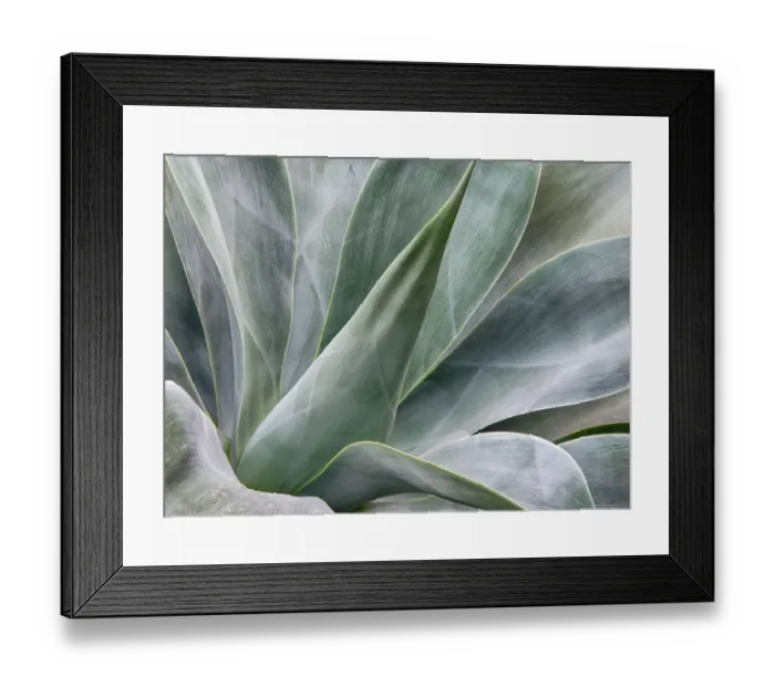 Framed Print : USA, California, San Diego. Agave plant (Agavaceae) Framed Print : USA, California, San Diego. Agave plant (Agavaceae)