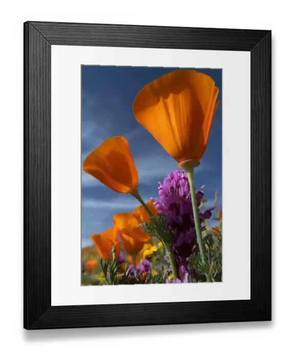 Framed Print : USA, California. California Poppy, Goldfields, and Owls Clover Framed Print : USA, California. California Poppy, Goldfields, and Owls Clover