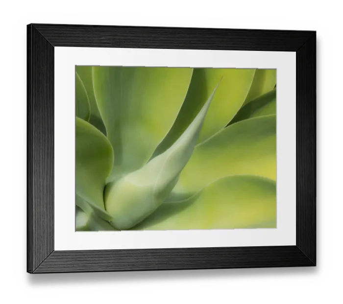 Framed Print : USA, California, San Diego. Close up of an Agave plant (Agavaceae) Framed Print : USA, California, San Diego. Close up of an Agave plant (Agavaceae)