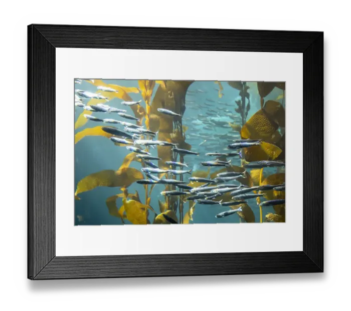 Framed Print : United States, California, Monterey, Monterey Bay Aquarium Framed Print : United States, California, Monterey, Monterey Bay Aquarium