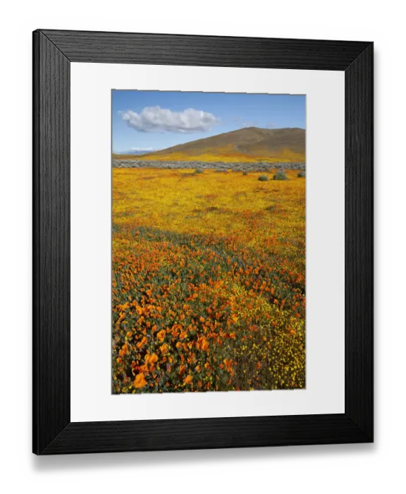 Framed Print : USA, California. Fields of California Poppy, Goldfields with clouds, Antelope Valley Framed Print : USA, California. Fields of California Poppy, Goldfields with clouds, Antelope Valley