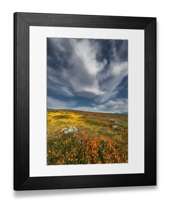 Framed Print : USA, California. Fields of California Poppy, Goldfields with clouds, Antelope Valley Framed Print : USA, California. Fields of California Poppy, Goldfields with clouds, Antelope Valley
