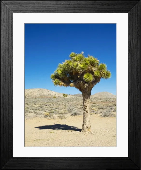 Framed Print : USA, California. Joshua Trees Framed Print : USA, California. Joshua Trees