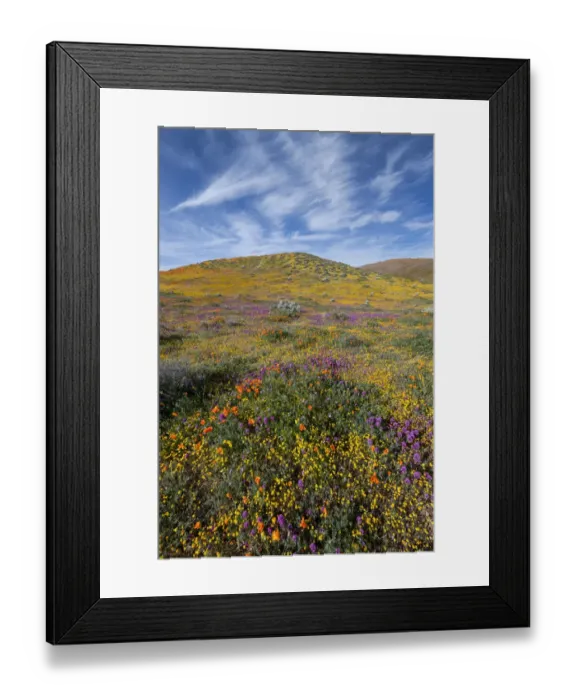 Framed Print : USA, California. Fields of California Poppy, Goldfields, Owls Clover with clouds Framed Print : USA, California. Fields of California Poppy, Goldfields, Owls Clover with clouds
