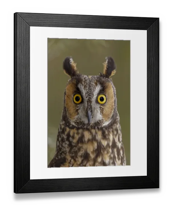 Framed Print : Long-eared owl, Asio otus, controlled situation, Montana Framed Print : Long-eared owl, Asio otus, controlled situation, Montana