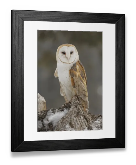 Framed Print : Barn owl, Tyto alba, controlled situation, Montana