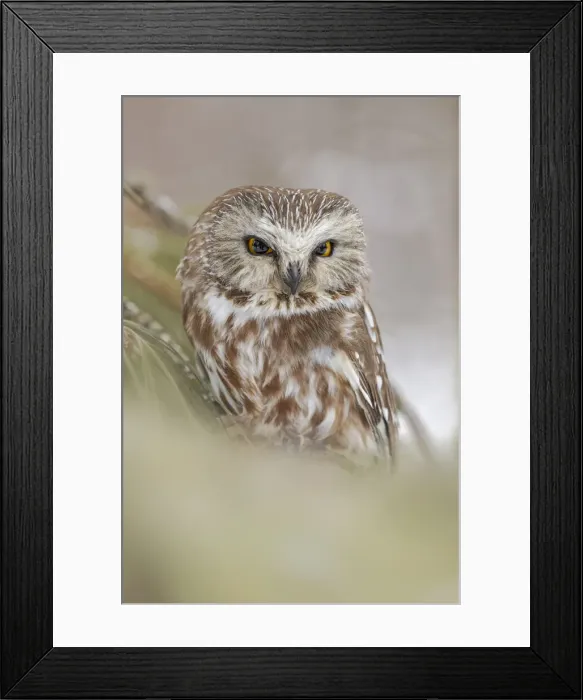 Framed Print : Northern saw-whet owl, Aegolius acadicus, controlled situation, Montana