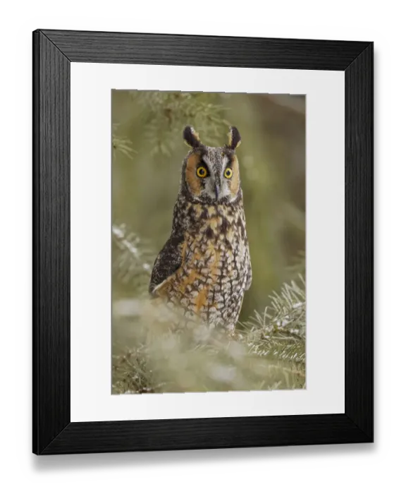 Framed Print : Long-eared owl, Asio otus, controlled situation, Montana Framed Print : Long-eared owl, Asio otus, controlled situation, Montana