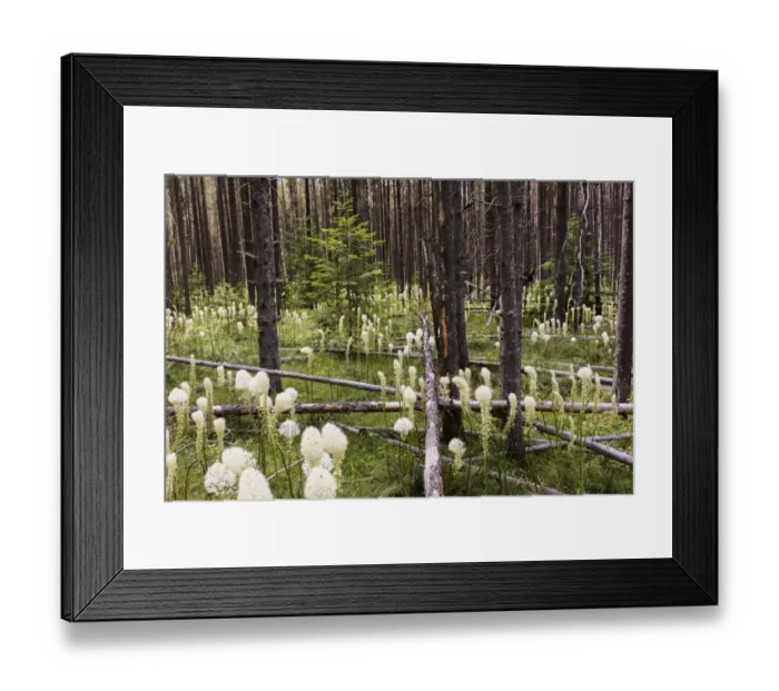 Framed Print : Beargrass in forest, Glacier National Park, Montana Xerophyllum tenax Framed Print : Beargrass in forest, Glacier National Park, Montana Xerophyllum tenax