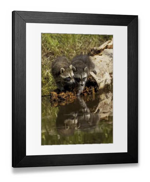 Framed Print : North American raccoon, and reflection on pond, Procyon lotor, Montana