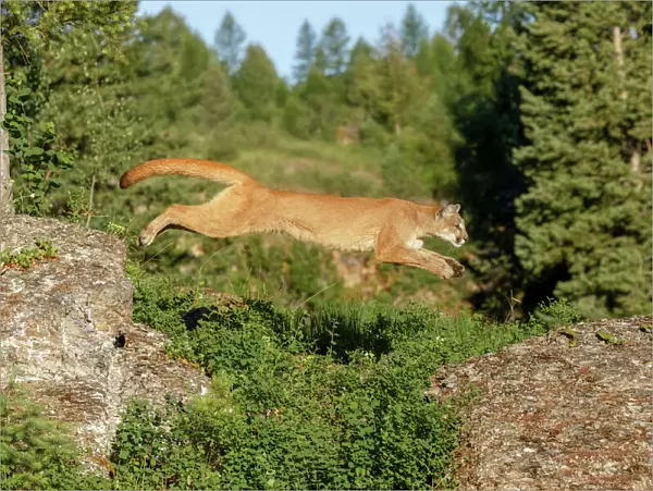 Mountain lion jumping across rocks, Puma concolor, Captive