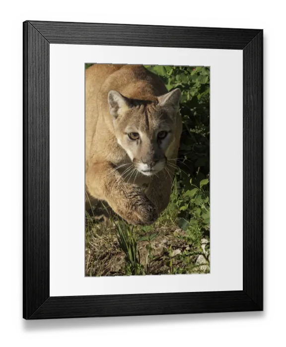 Framed Print : Mountain lion stalking, Puma concolor, Captive Framed Print : Mountain lion stalking, Puma concolor, Captive