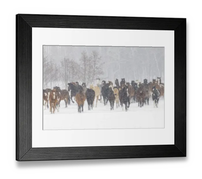 Framed Print : Horses during winter roundup, Kalispell, Montana Framed Print : Horses during winter roundup, Kalispell, Montana