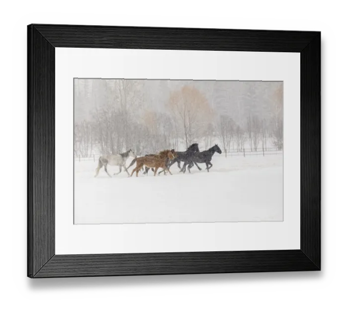 Framed Print : Horses during winter roundup, Kalispell, Montana Framed Print : Horses during winter roundup, Kalispell, Montana