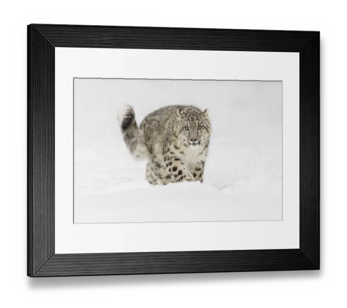Framed Print : Snow leopard, Panthera uncia controlled situation, Montana Framed Print : Snow leopard, Panthera uncia controlled situation, Montana